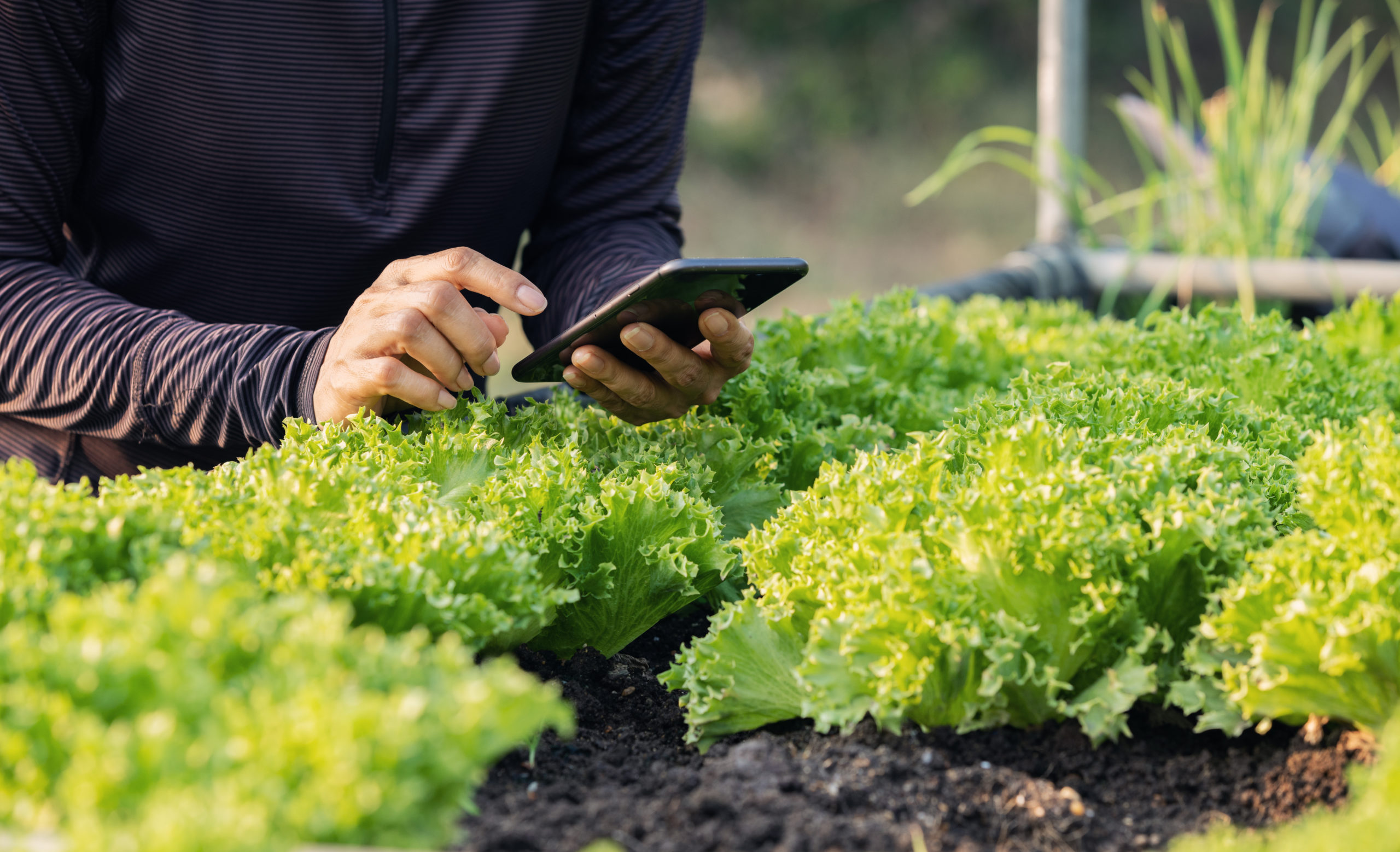 Smart farming using modern technologies in agriculture,Crop monitoring